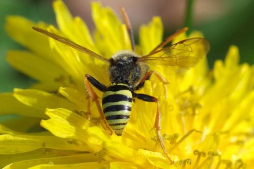 Nomada goodeniana